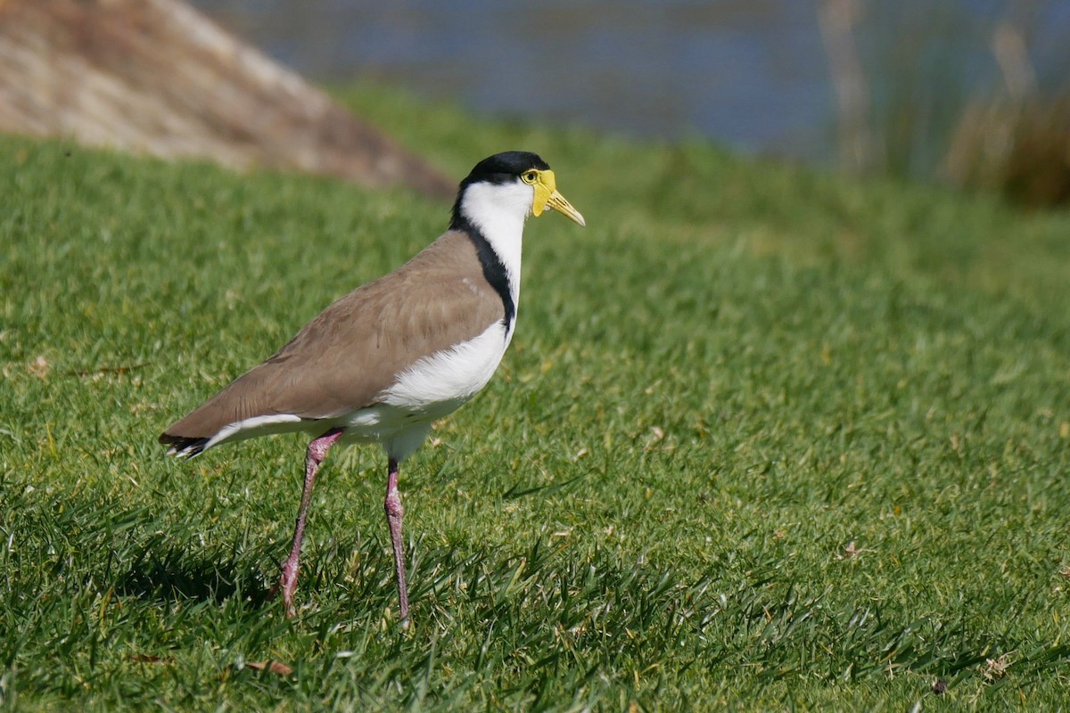 Masked Lapwing - ML362453951