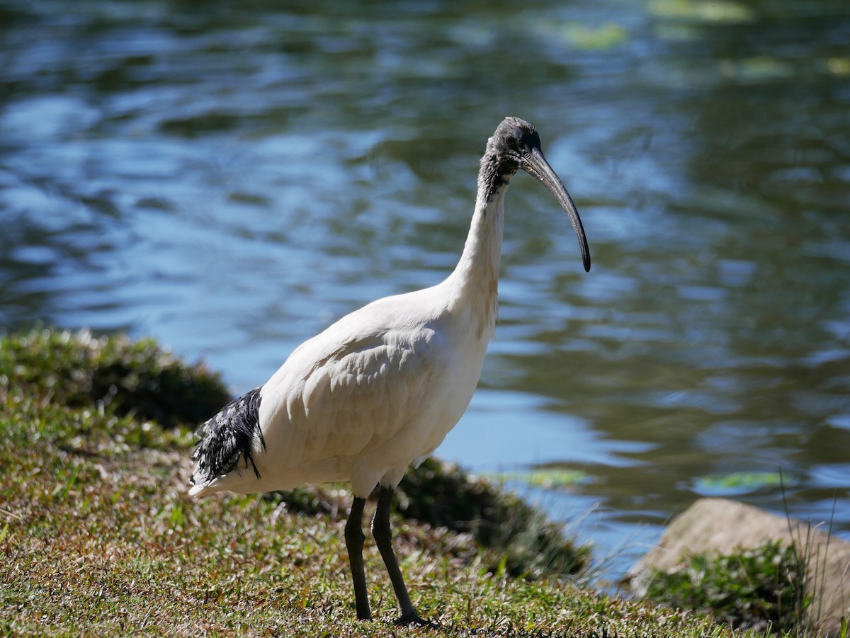 Ibis Moluqueño - ML362453971