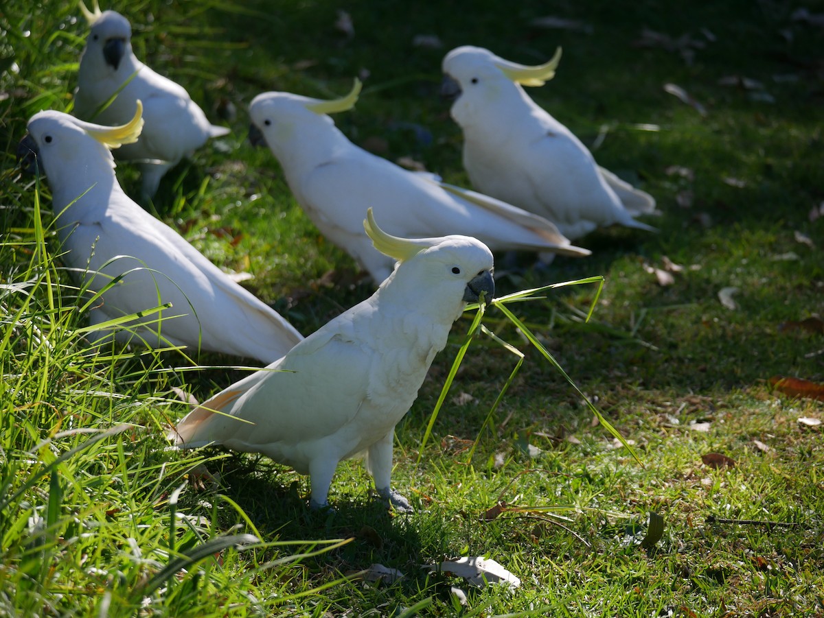 Sulphur-crested Cockatoo - ML362454091