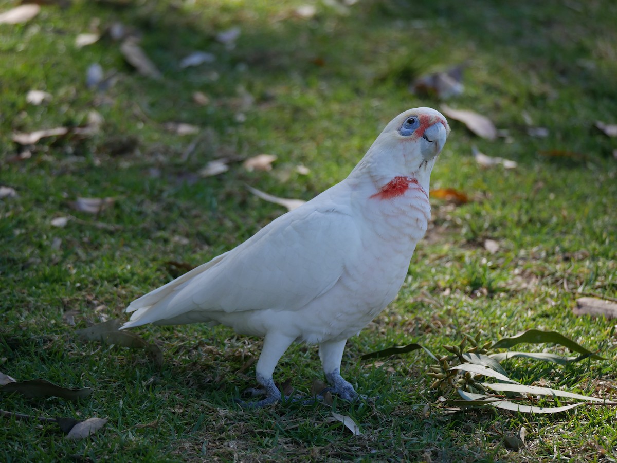 Long-billed Corella - ML362454151