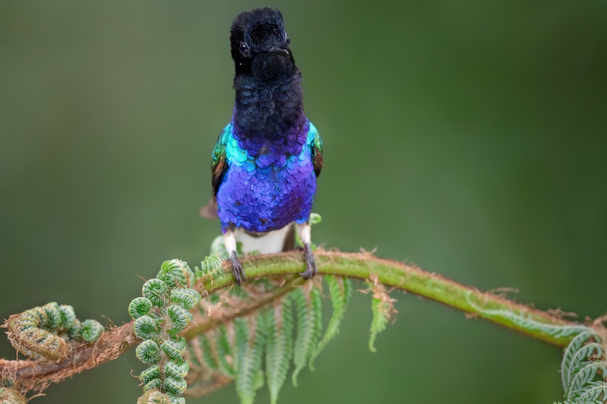 kolibřík hyacintový - ML362458891
