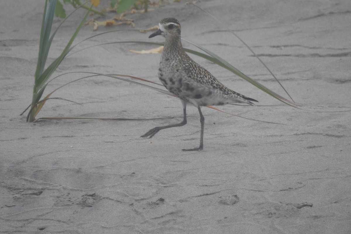 Pacific Golden-Plover - ML362459041