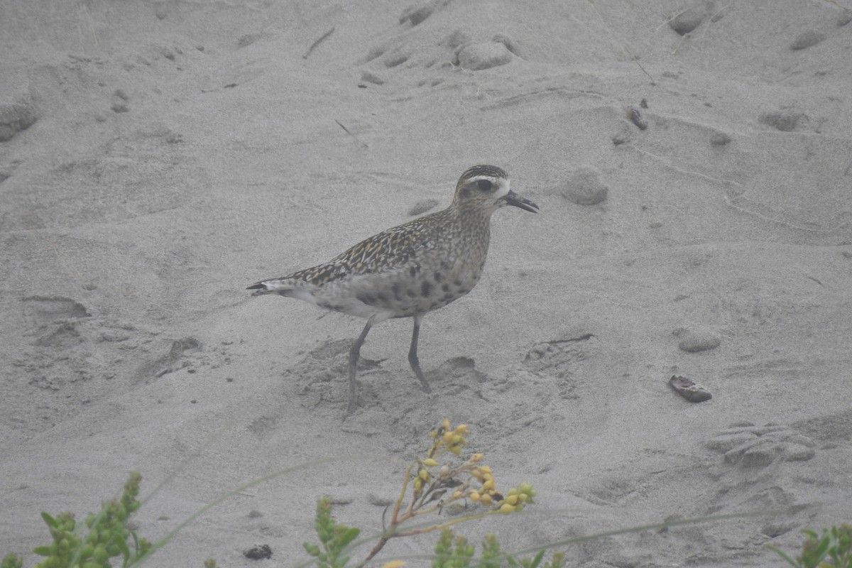 Pacific Golden-Plover - ML362459081