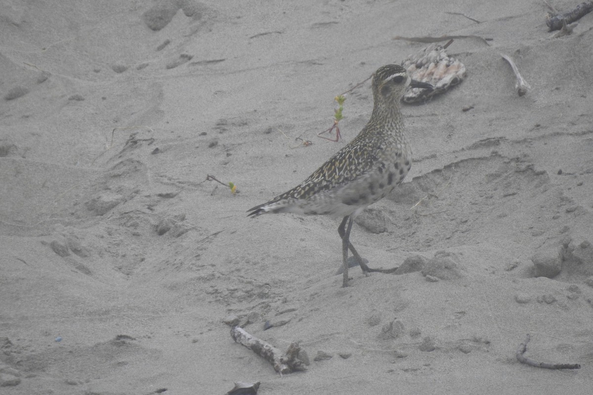 Pacific Golden-Plover - ML362459101