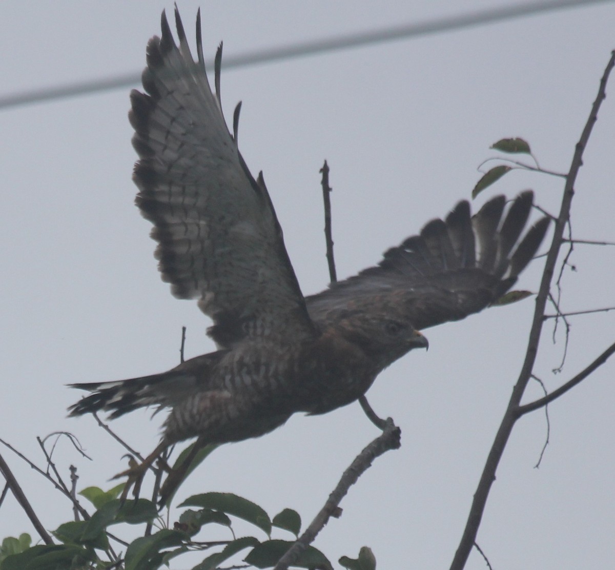 Broad-winged Hawk - ML362459861