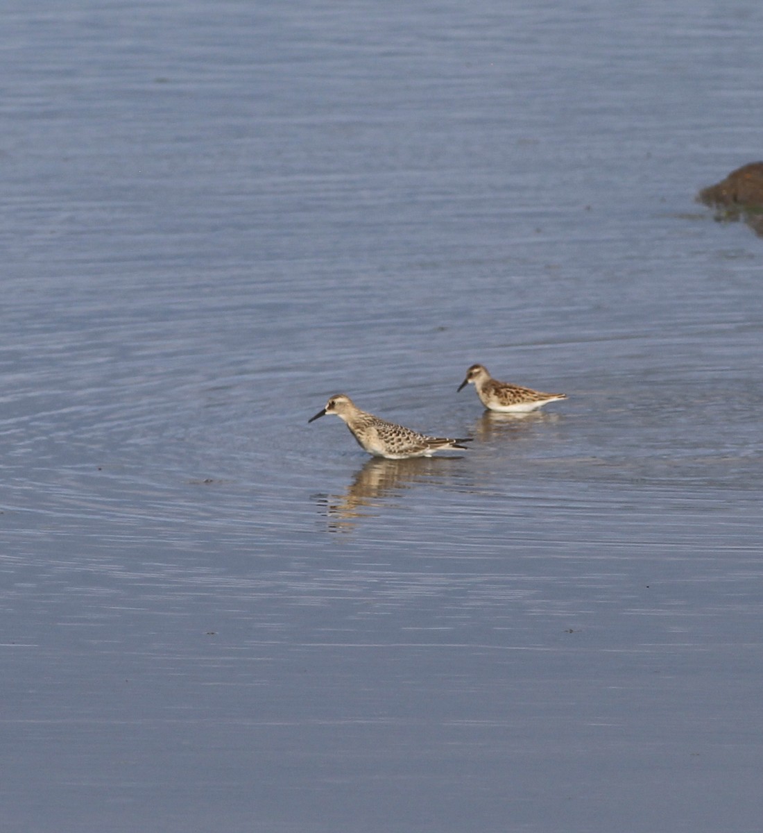 Baird's Sandpiper - Austin Loewen