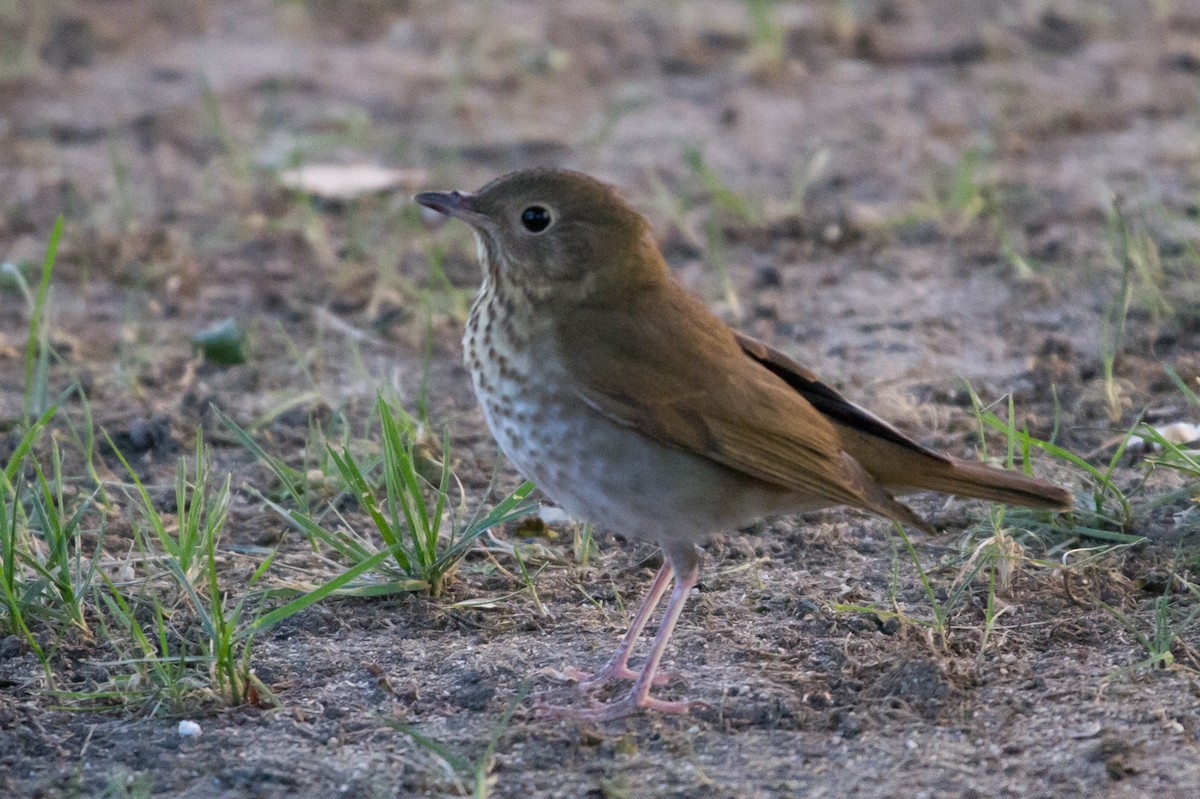 Swainson's Thrush - ML36246251