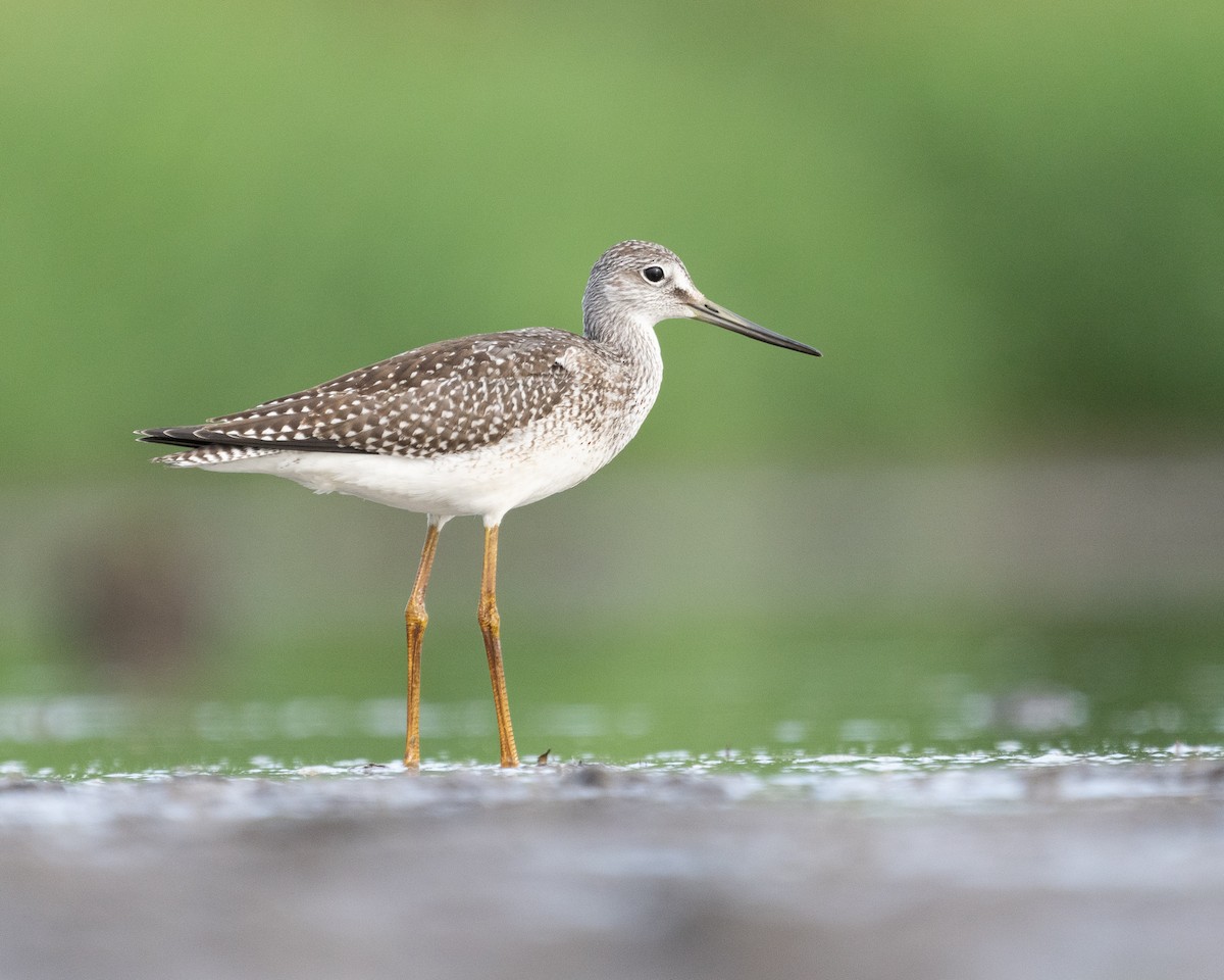 Lesser/Greater Yellowlegs - Elliott Bury