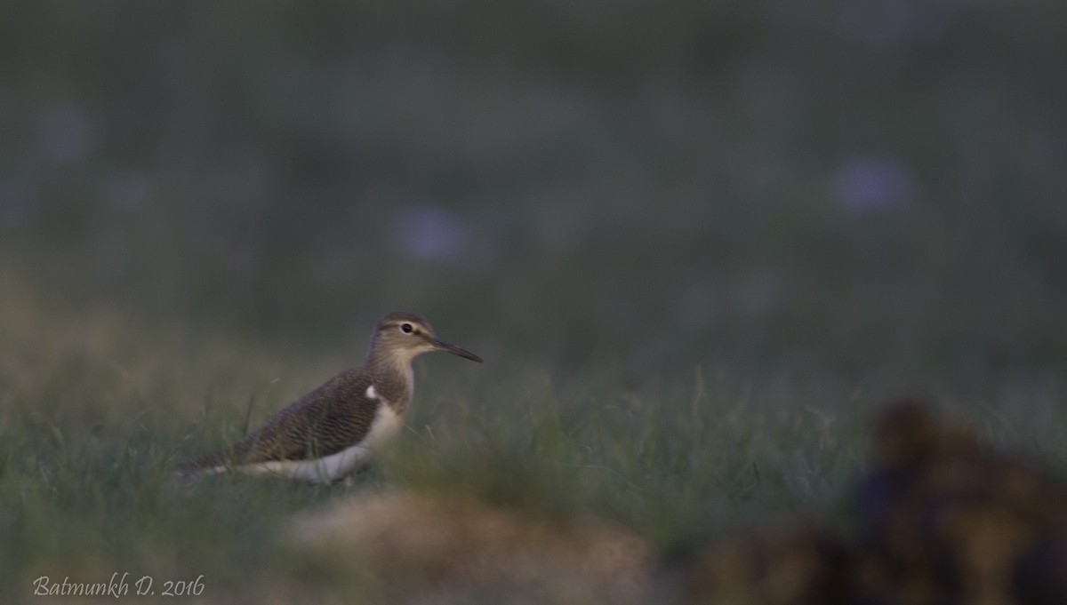 Common Sandpiper - ML36246291