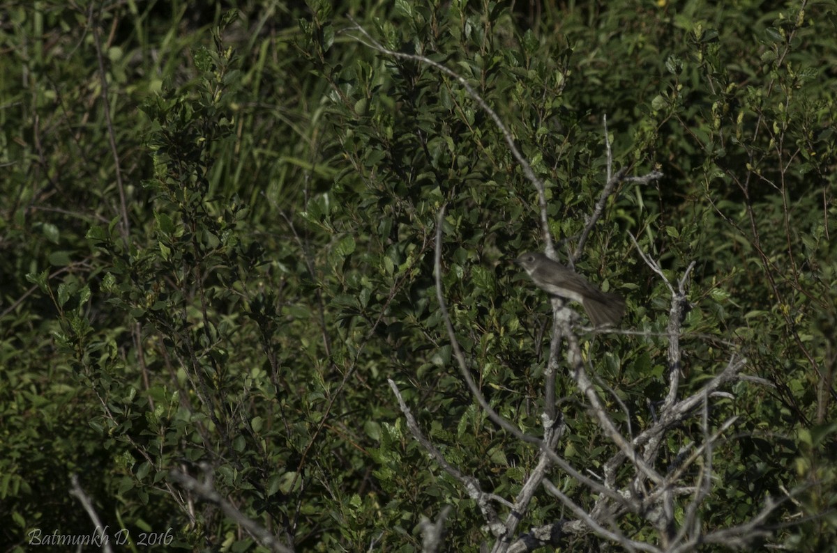 Dark-sided Flycatcher - ML36246301