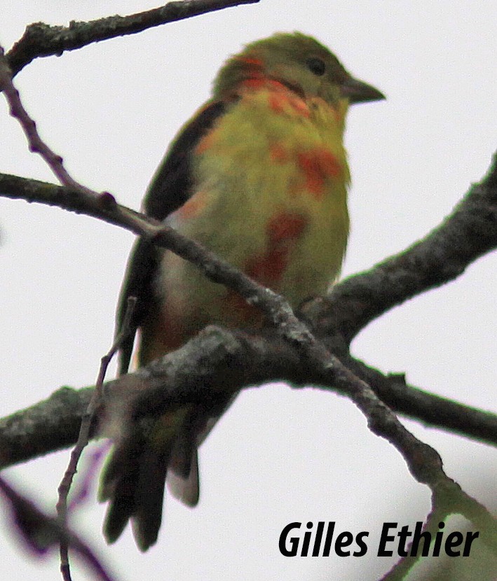 Scarlet Tanager - Gilles Ethier