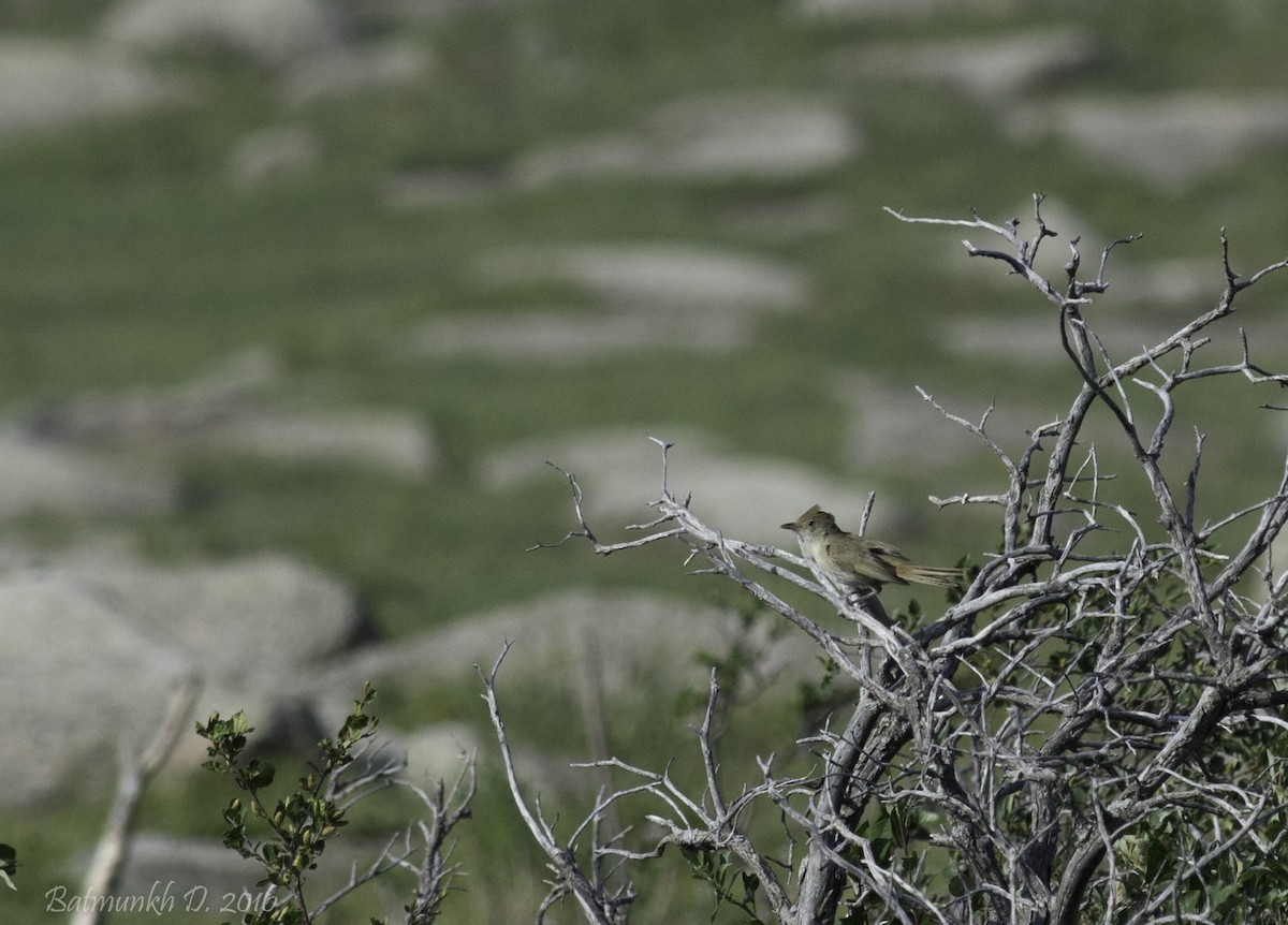 Thick-billed Warbler - ML36246311