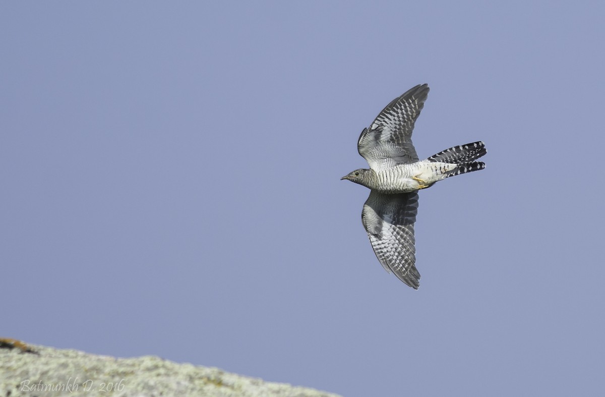 Common Cuckoo - ML36246341