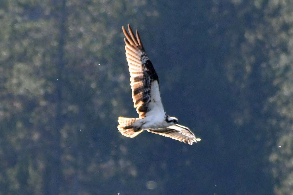 Balbuzard pêcheur - ML362463641