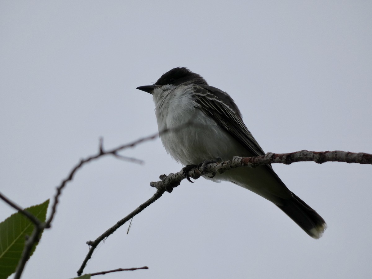 Eastern Kingbird - Stewart Wilson