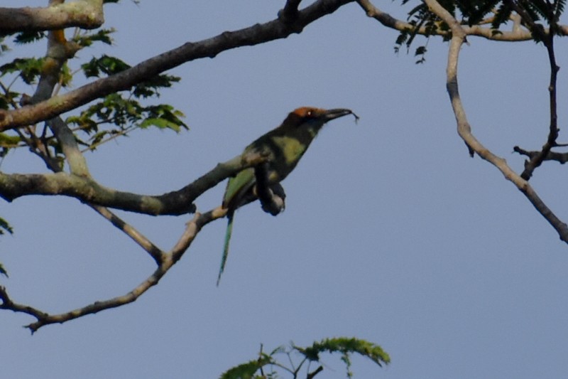 Russet-crowned Motmot - ML362464821