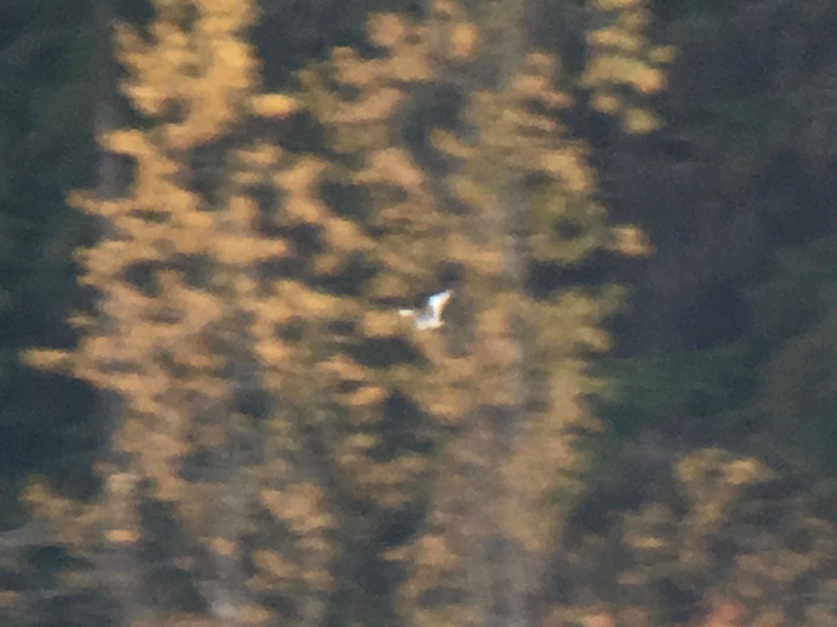 Sabine's Gull - ML36246601