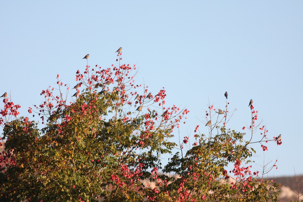 Western Bluebird - ML362467931