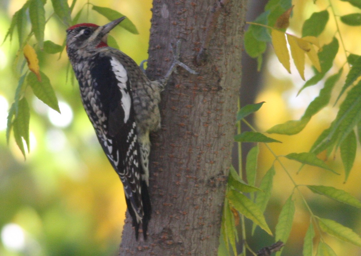 Red-naped Sapsucker - Joe Sweeney