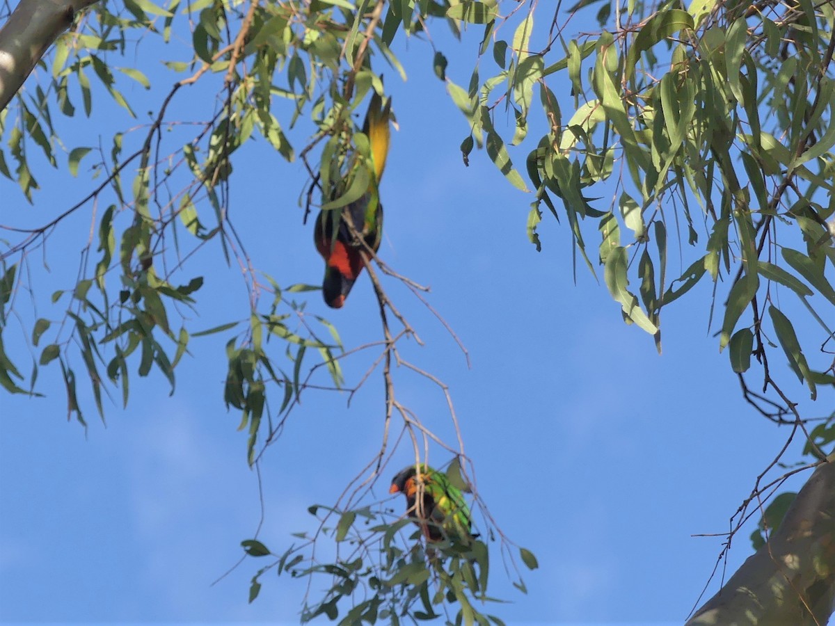 Rainbow Lorikeet - ML362470521