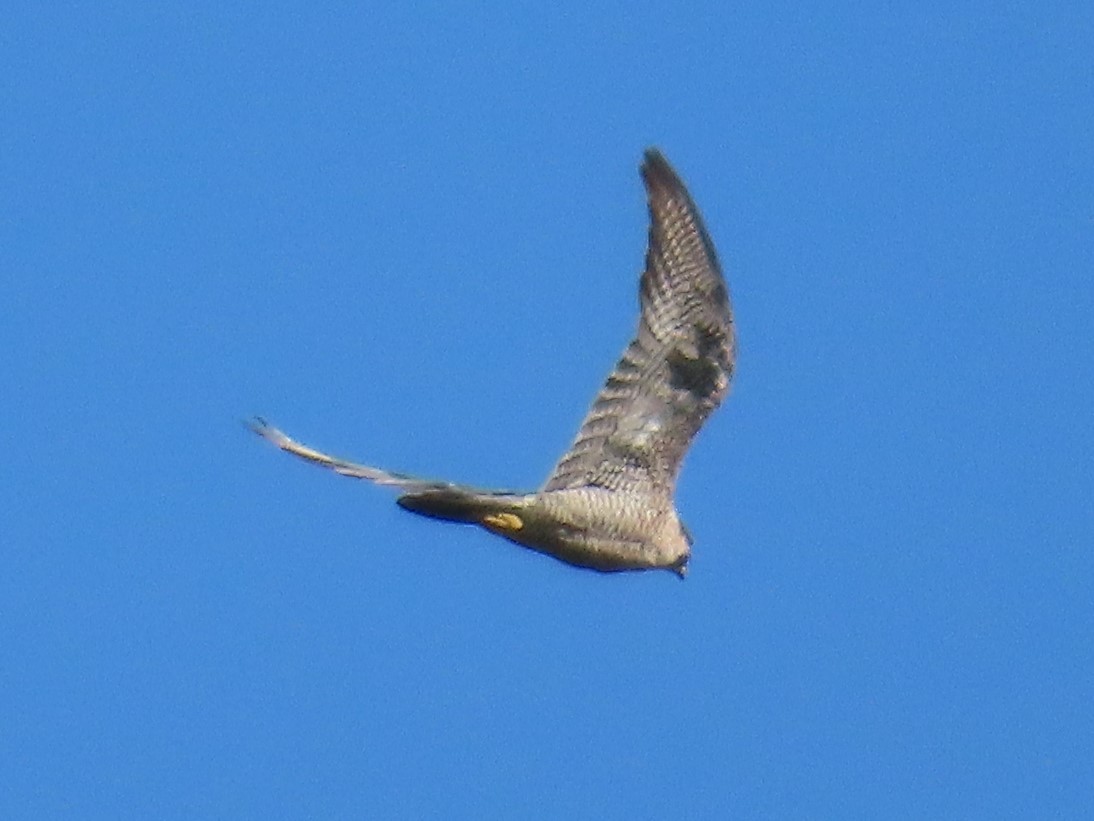 Peregrine Falcon - ML362471051