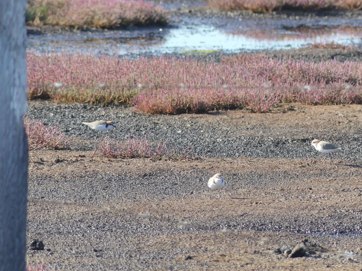 Red-capped Plover - ML362471231