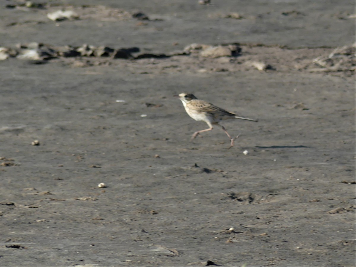 Bisbita Neozelandés (grupo australis) - ML362471321