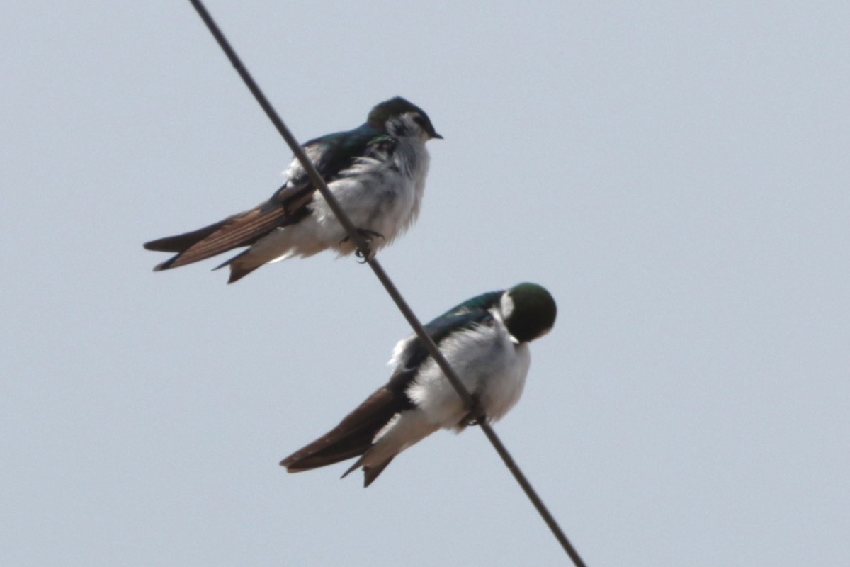 Violet-green Swallow - ML362471631