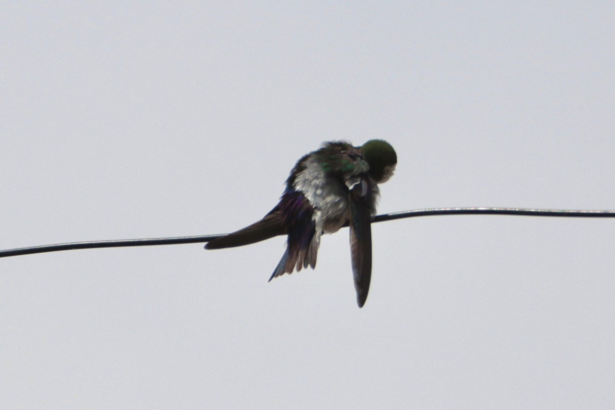 Violet-green Swallow - ML362471641