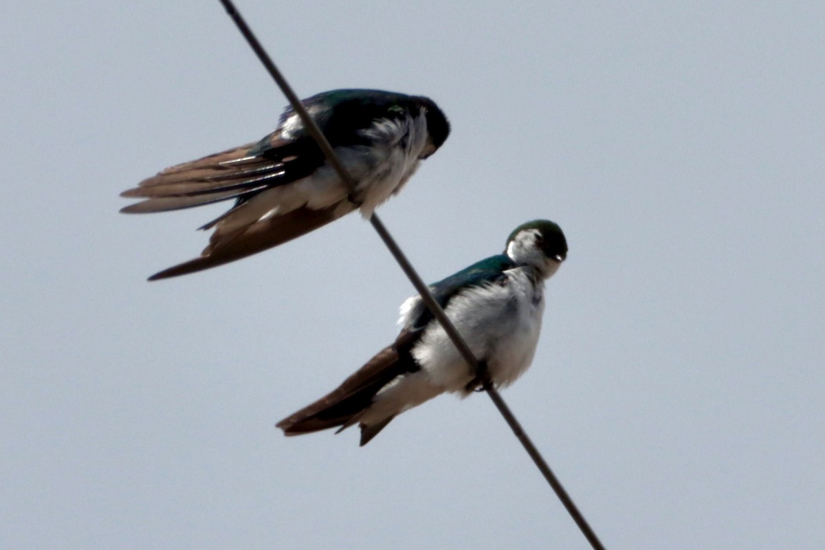 Violet-green Swallow - ML362471661