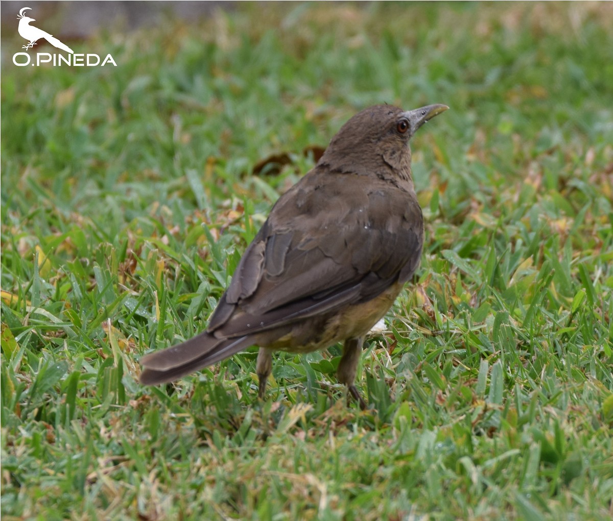 Clay-colored Thrush - ML362472571