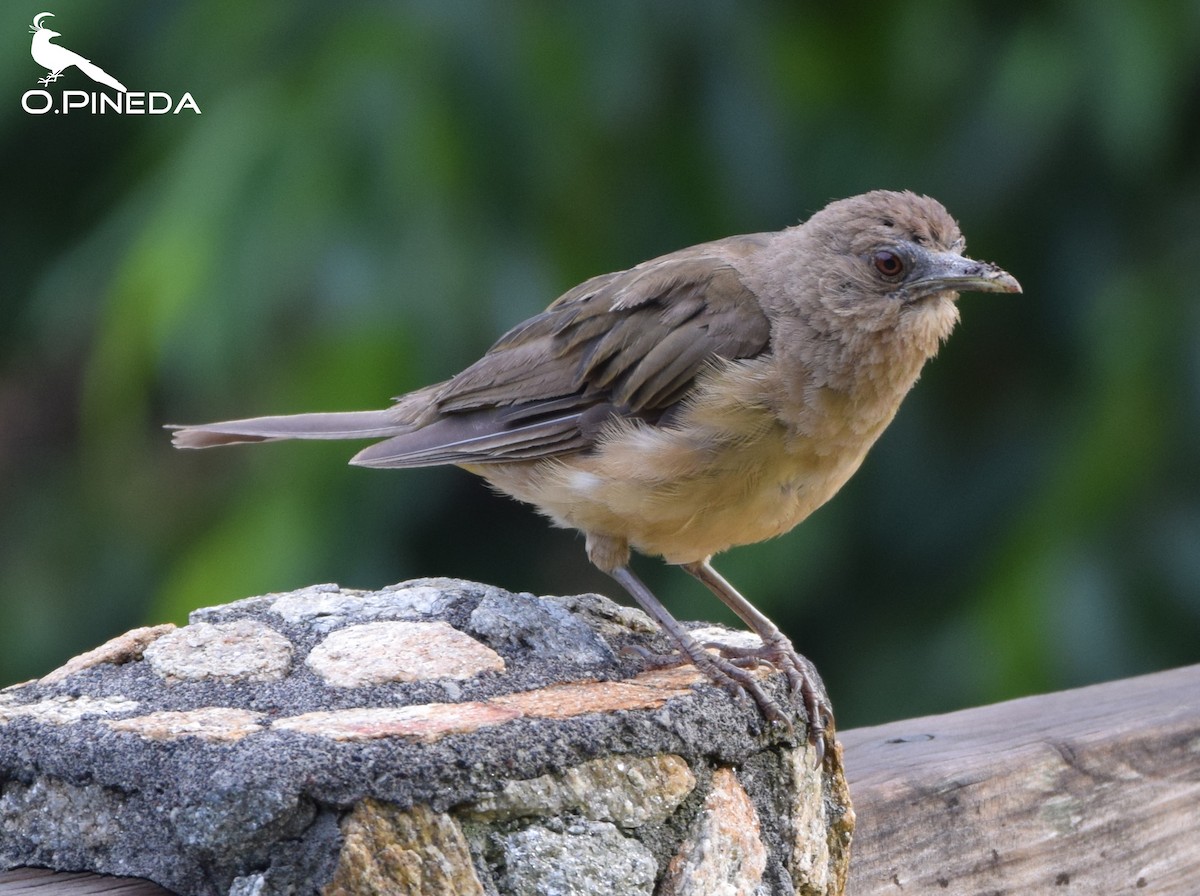 Clay-colored Thrush - ML362472591