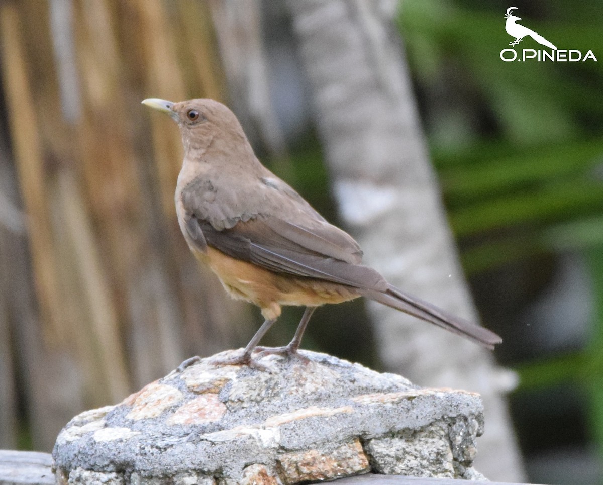 Clay-colored Thrush - ML362472601