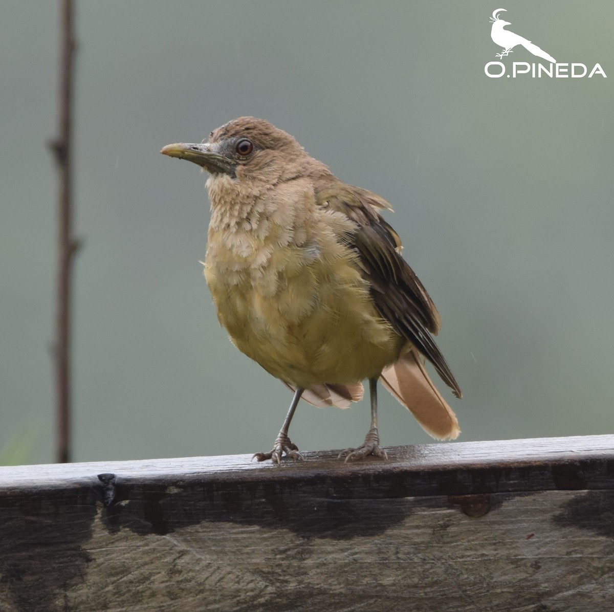 Clay-colored Thrush - ML362472611