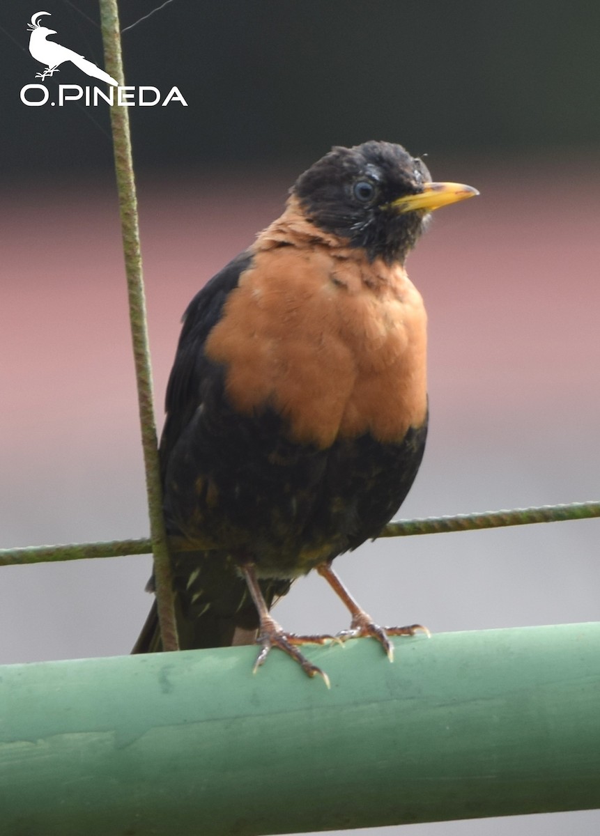 Rufous-collared Robin - ML362472911