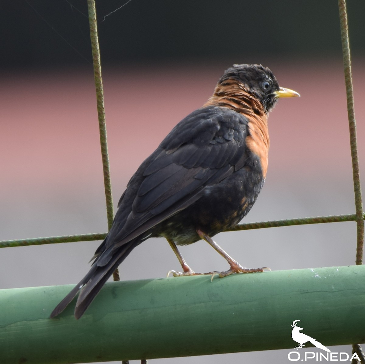 Rufous-collared Robin - ML362472931