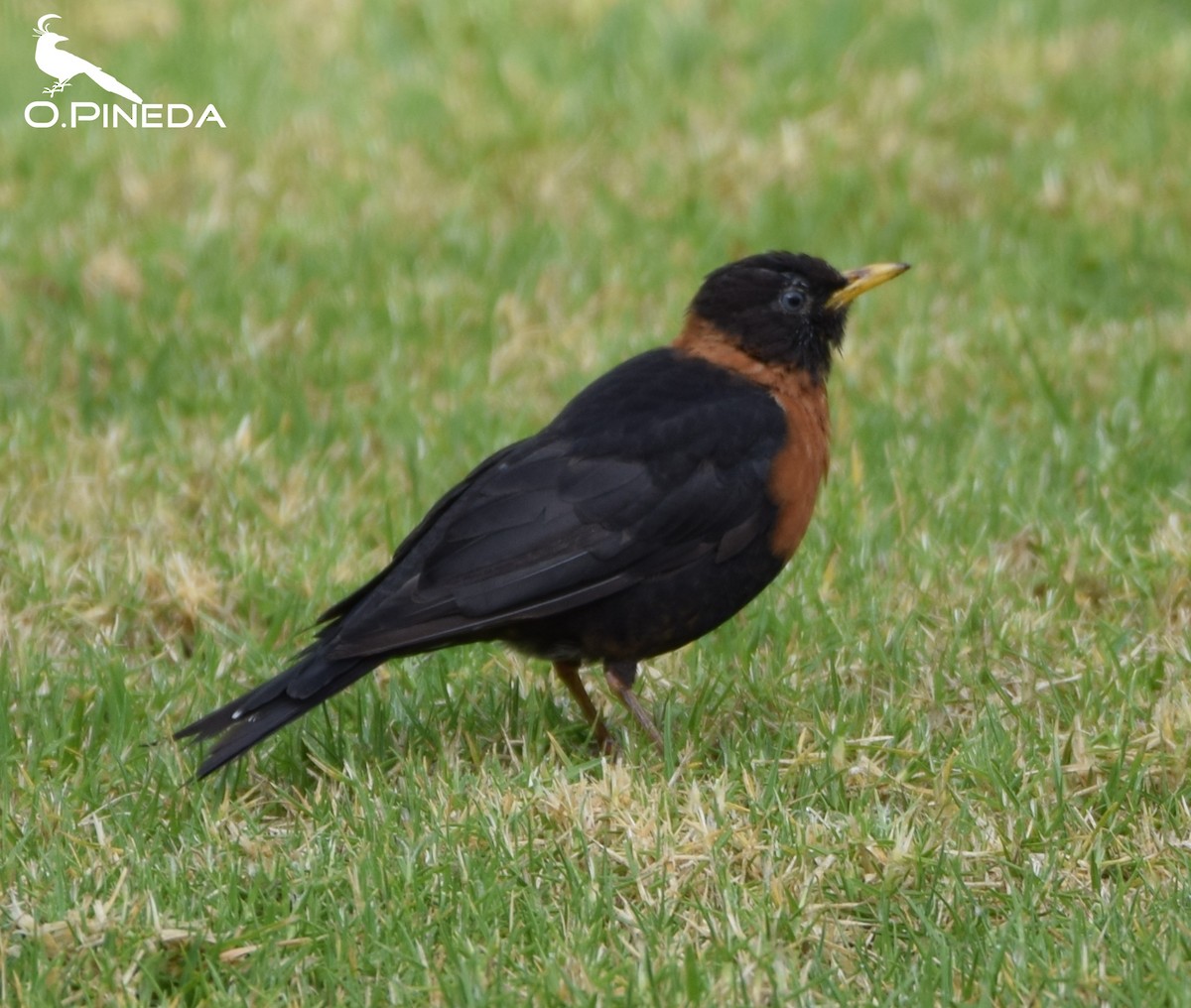 Rufous-collared Robin - ML362472971