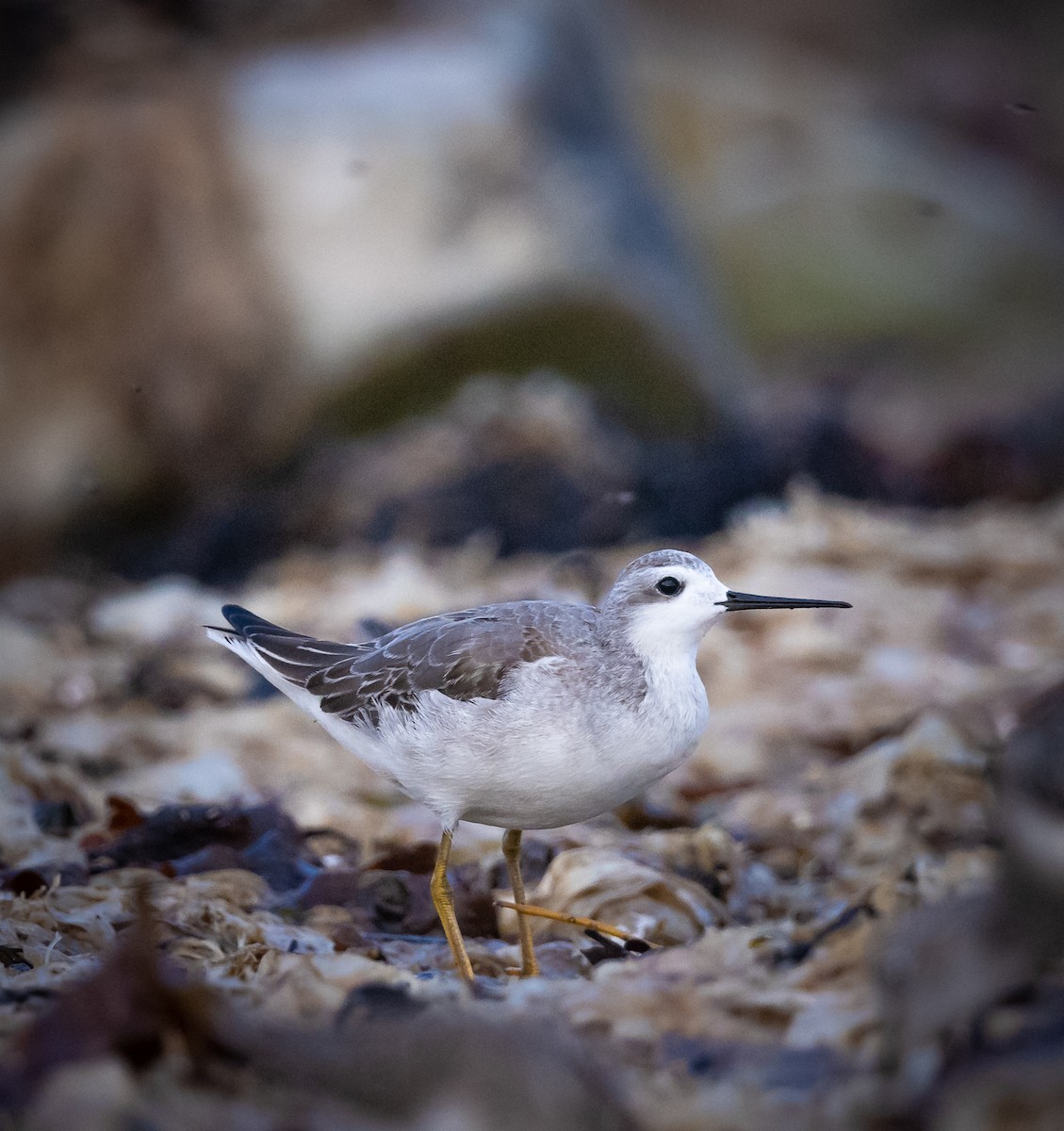 Wilson's Phalarope - ML362473111