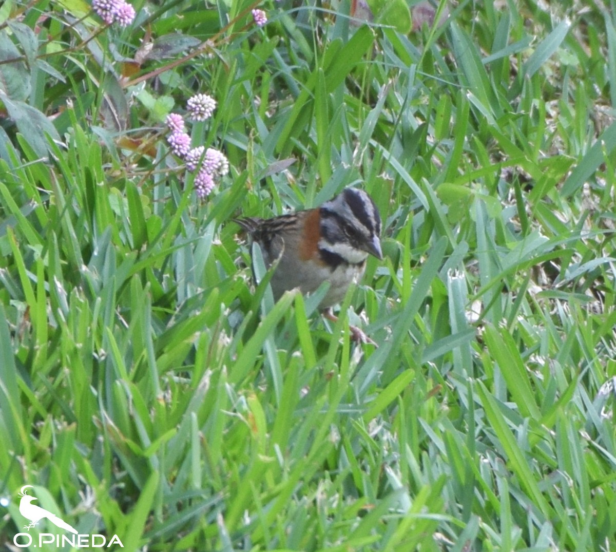 Rufous-collared Sparrow - ML362473201