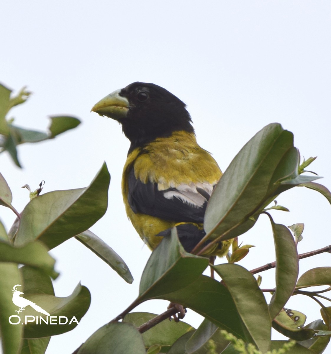 Hooded Grosbeak - ML362473381