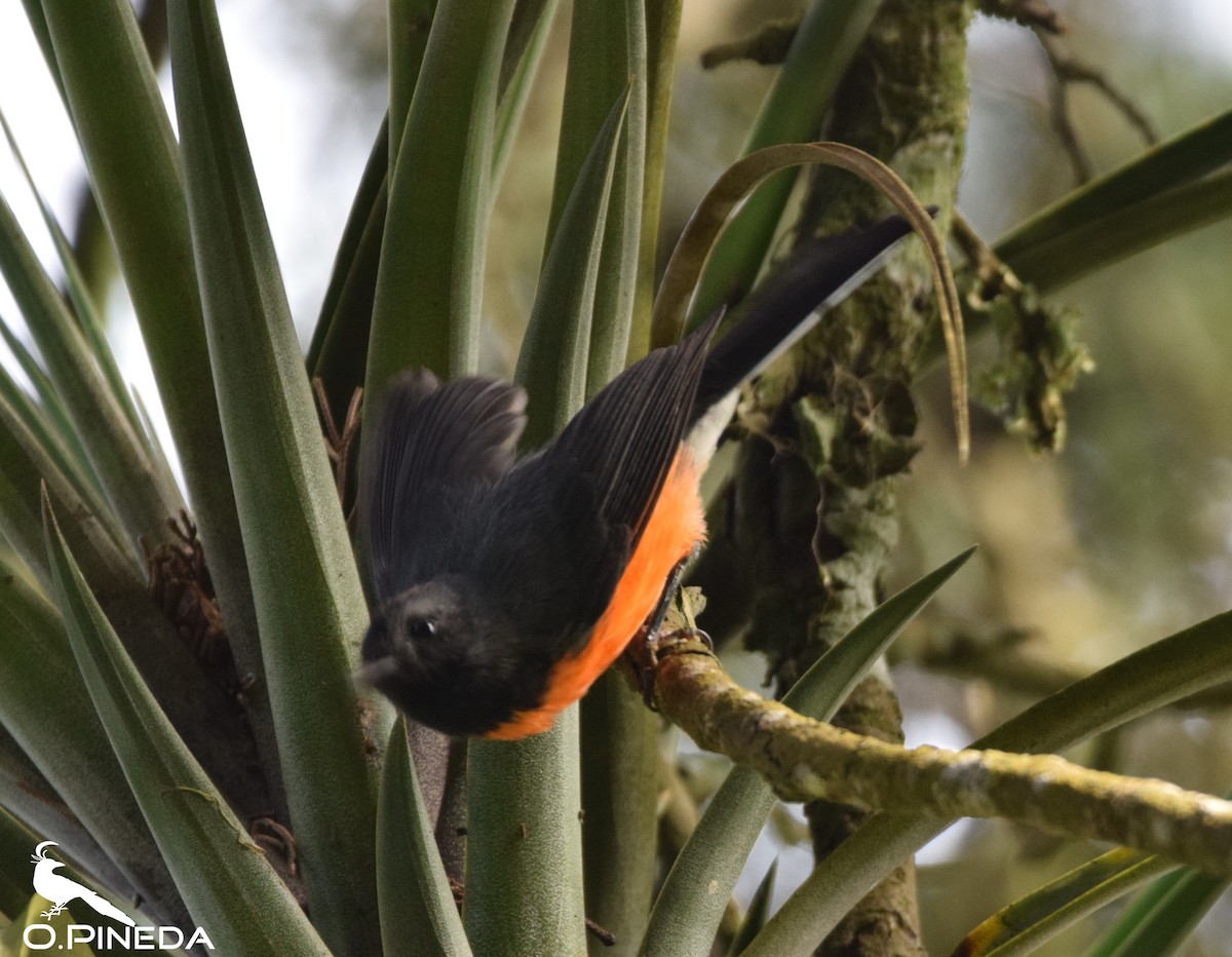 Slate-throated Redstart - ML362473811