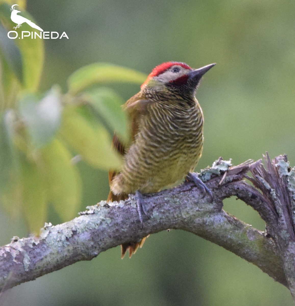 Golden-olive Woodpecker - ML362474891