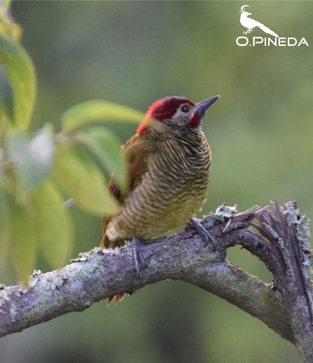 Golden-olive Woodpecker - ML362474901