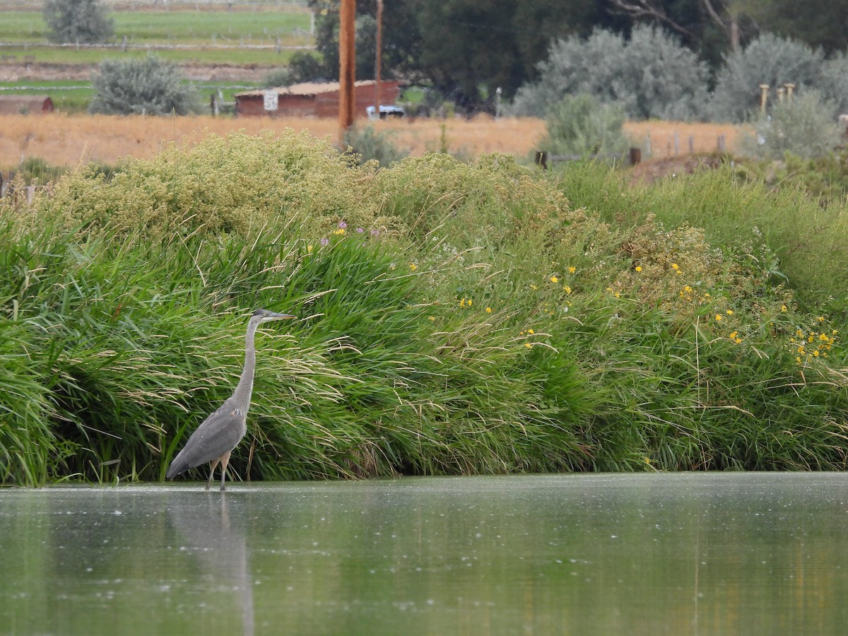 Great Blue Heron - ML362476961