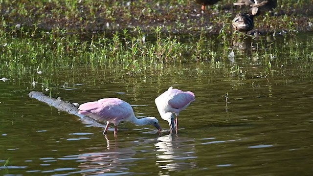 Roseate Spoonbill - ML362477911