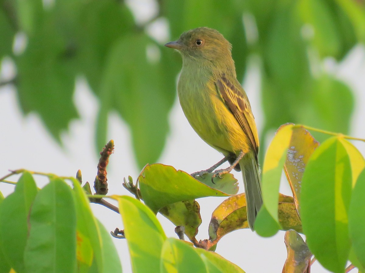 Chico's Tyrannulet - ML362477941