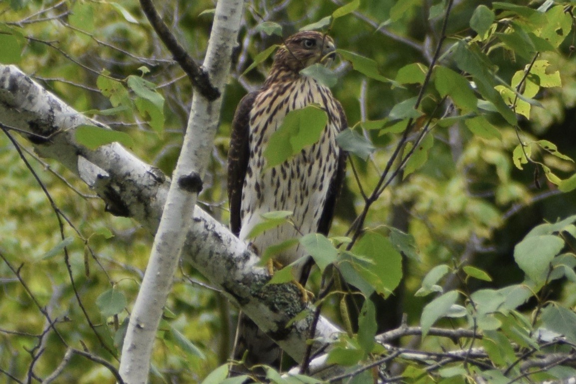 Cooper's Hawk - ML362478281