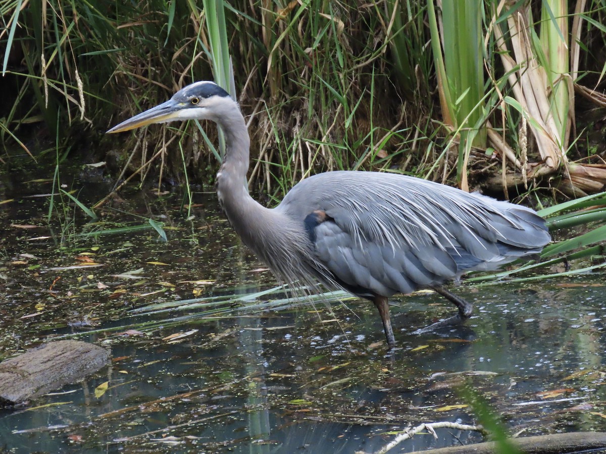 Great Blue Heron - ML362479441