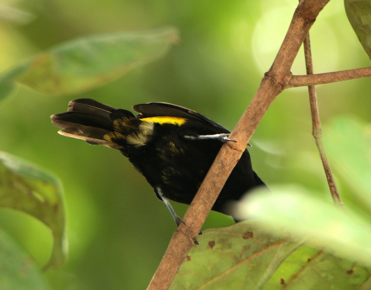 Flame-rumped Tanager (Lemon-rumped) - Albert Linkowski