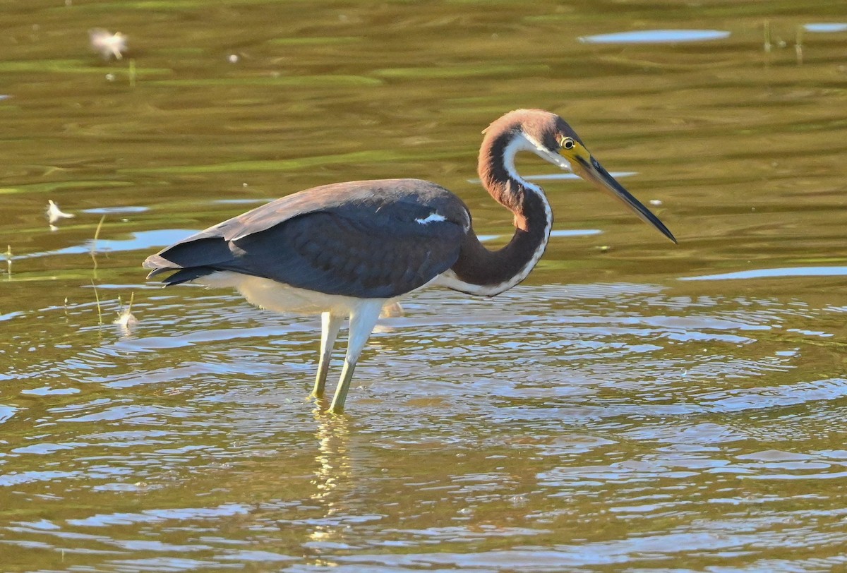 サンショクサギ - ML362480361